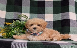 Maltipoo dogs for sale: Eghan Toy Size - Image 6
