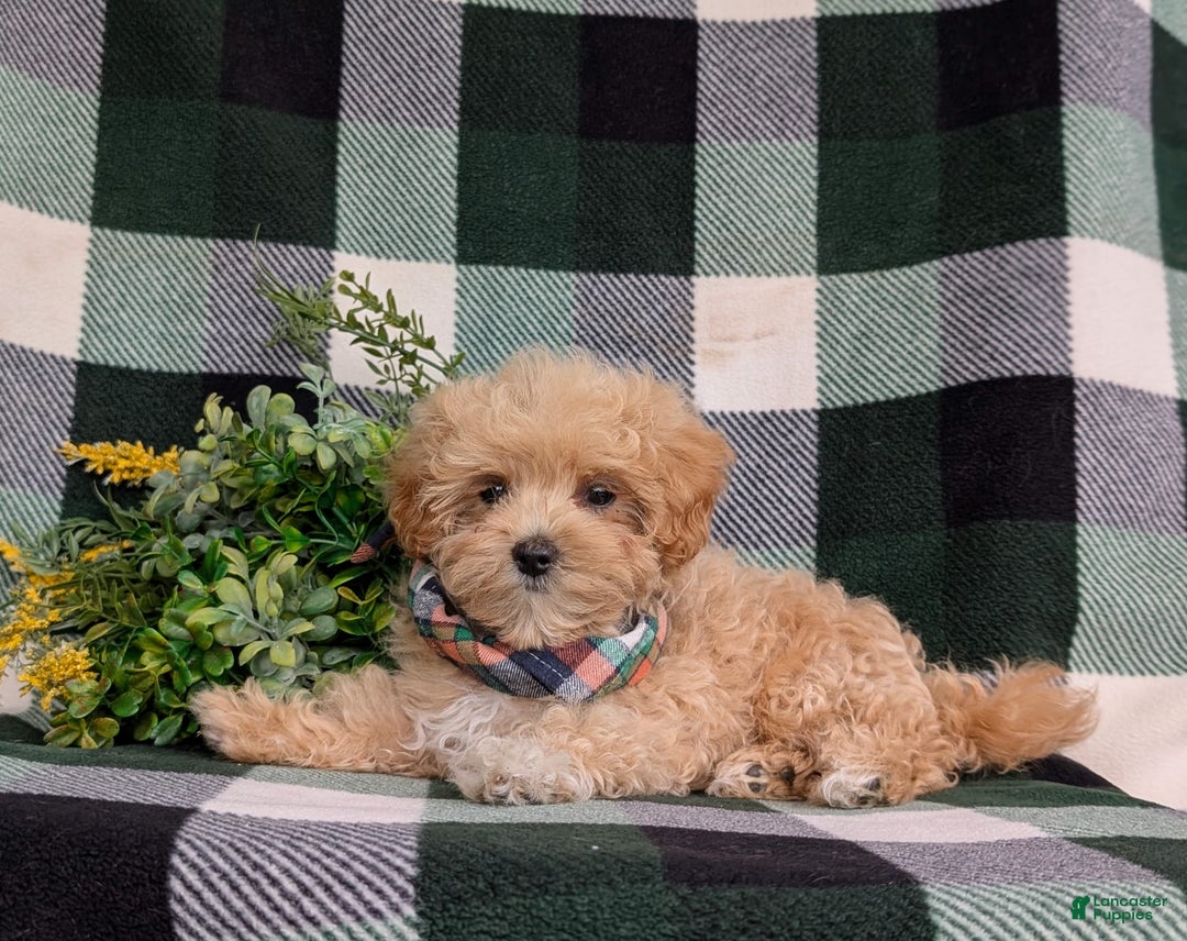 Maltipoo dogs for sale: Eghan Toy Size - Image 6