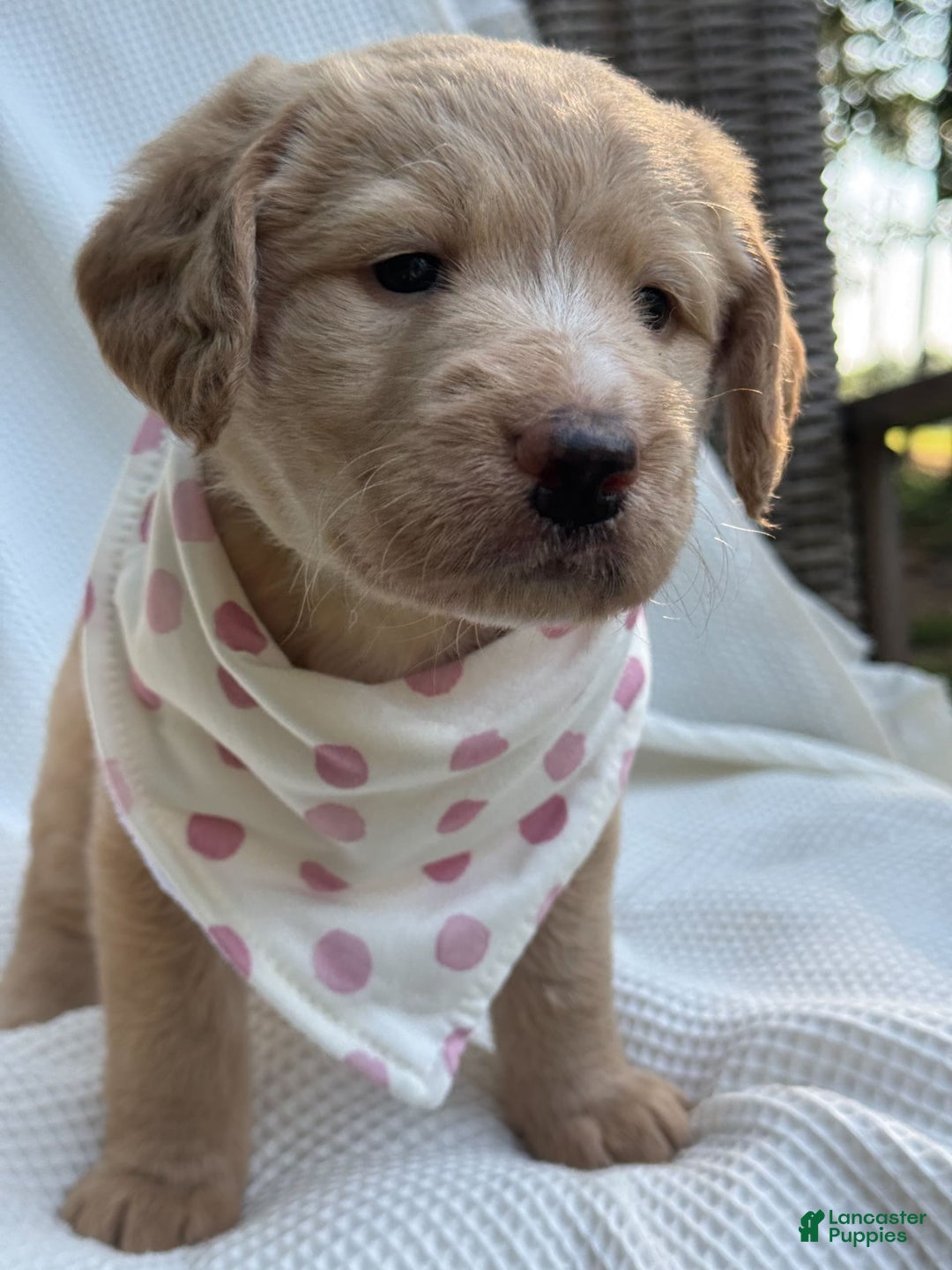 Labradoodle dogs for sale: Caramel - Image 11