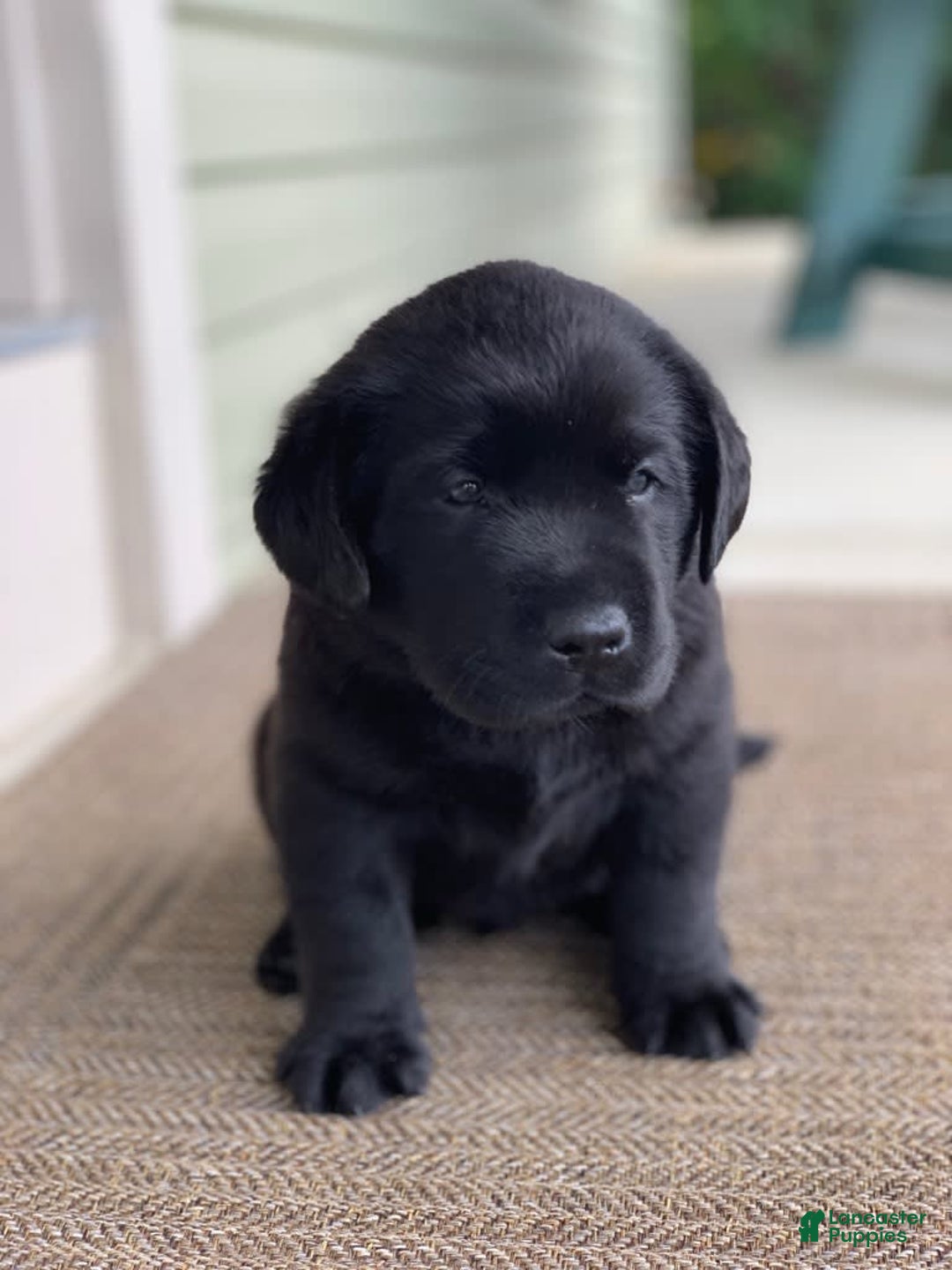 Labrador Retriever dogs for sale: Ruger - Image 6
