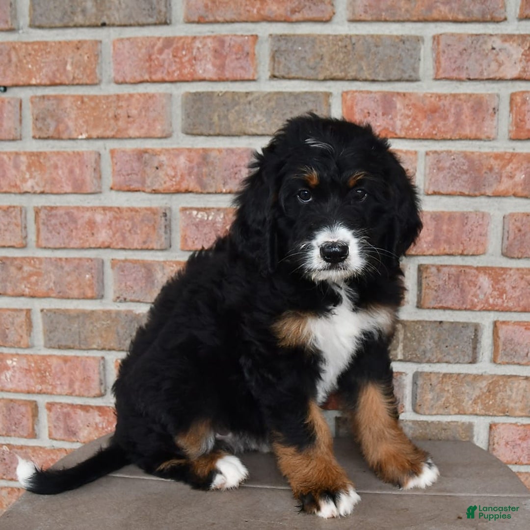 Bernedoodle dogs for sale: Candy - Image 4