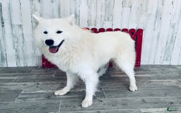 Samoyed dogs for sale: Gizmo - Image 4
