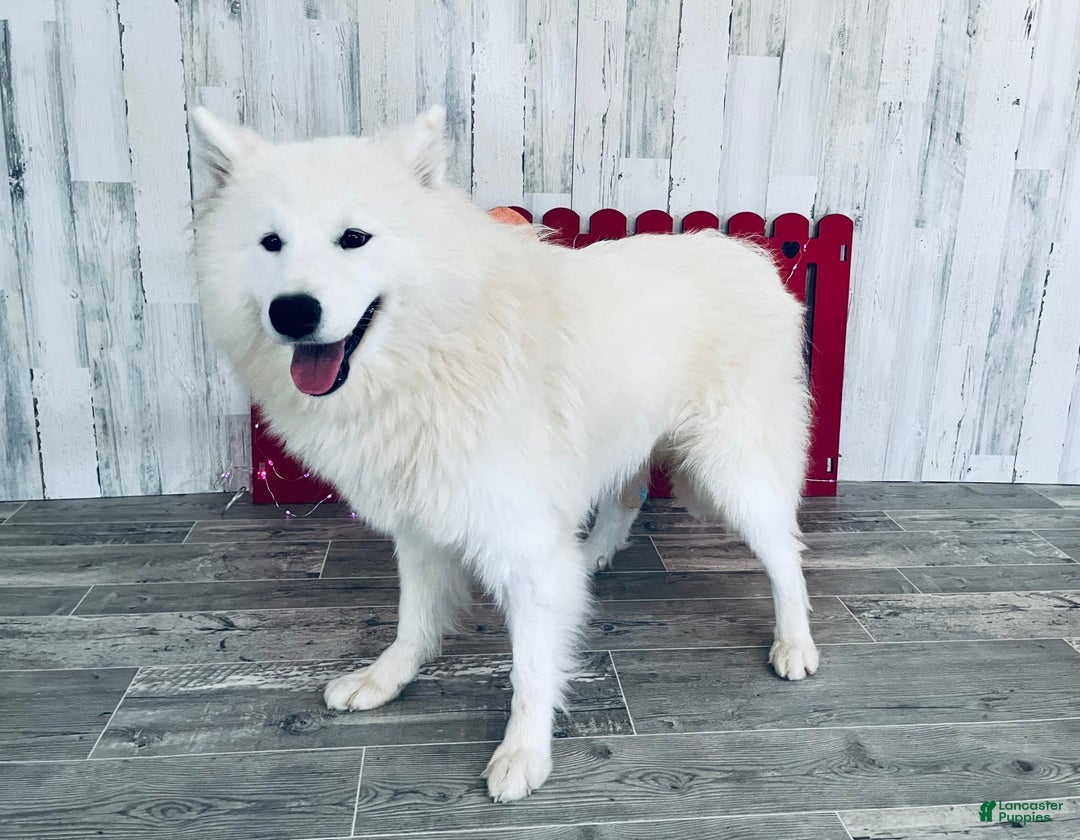 Samoyed dogs for sale: Gizmo - Image 4