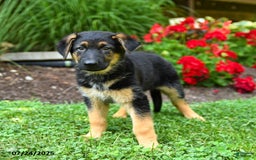 German Shepherd dogs for sale: Bella - Image 5