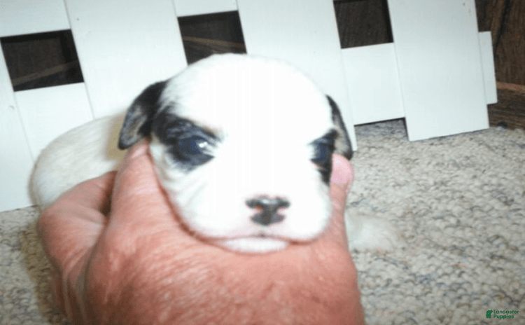 Cavachon dogs for sale - Ad 4