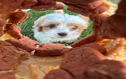 Cavachon dogs for sale: Ollie - Image 6