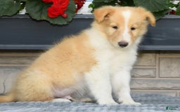 Collie dogs for sale: Prince - Image 2