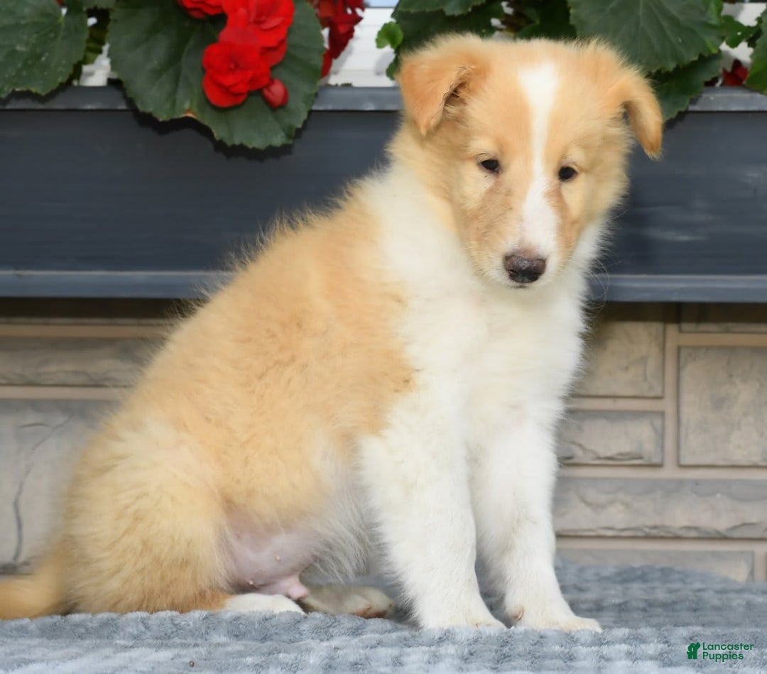 Collie dogs for sale: Prince - Image 2