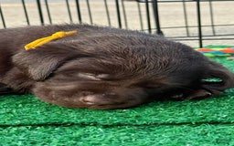 Labrador Retriever dogs for sale: Yellow Boy - Image 7