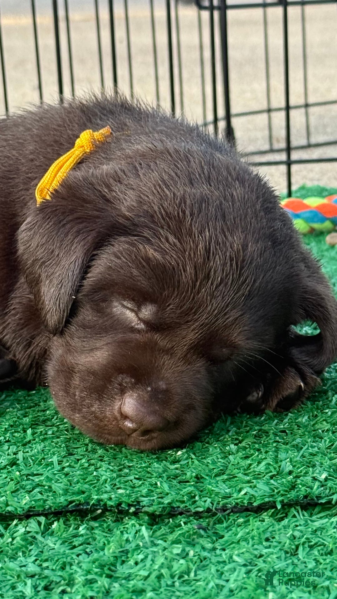 Labrador Retriever dogs for sale: Yellow Boy - Image 7