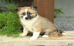 Pomsky dogs for sale: Harold - Image 2