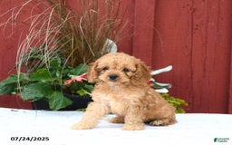 Cockapoo dogs for sale: Kimber - Image 3