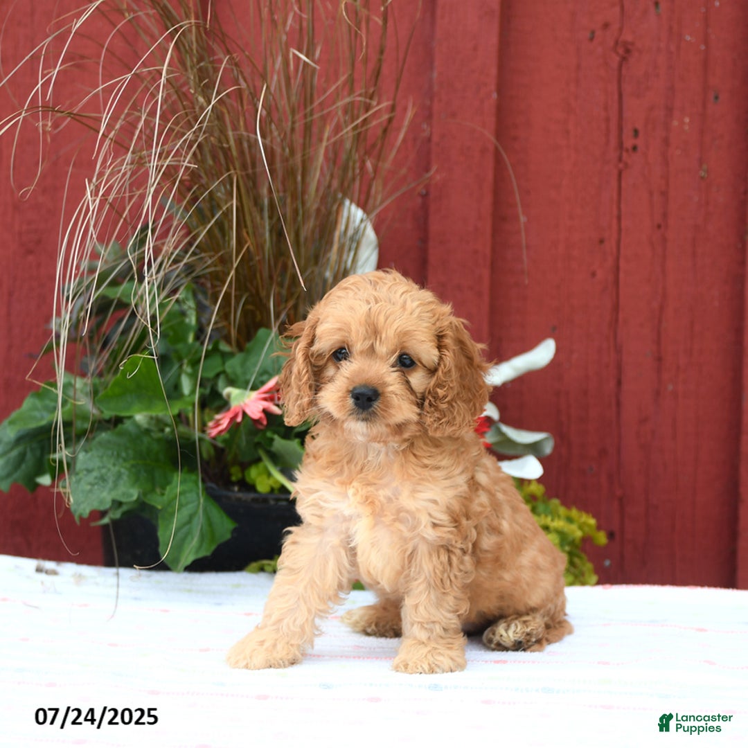 Cockapoo dogs for sale: Kimber - Image 3