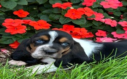 Basset Hound dogs for sale: Theo - Image 1