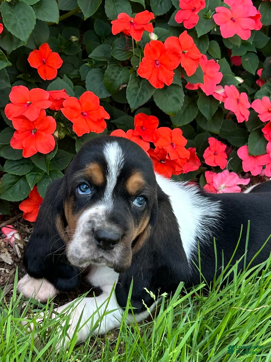 Basset Hound dogs for sale: Theo - Image 1