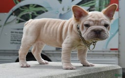 French Bulldog dogs for sale: Rayna Big Rope Velvet Fluffy - Image 42