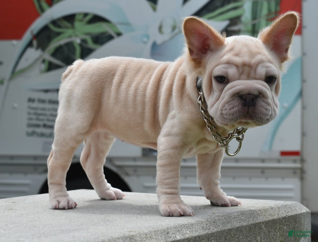 French Bulldog dogs for sale: Rayna Big Rope Velvet Fluffy - Image 42