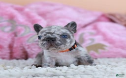 French Bulldog dogs for sale: Daisy - Image 7