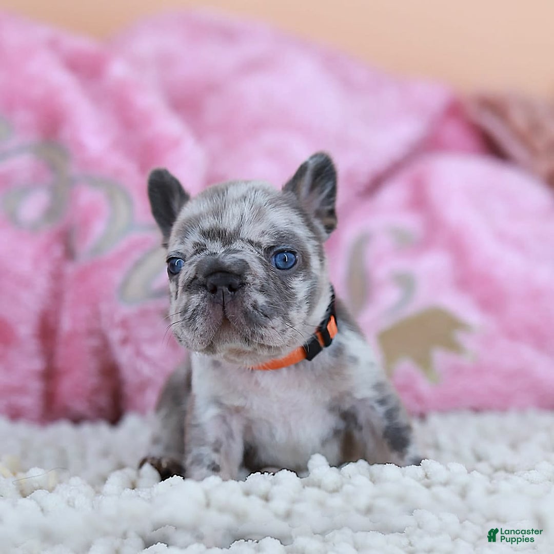 French Bulldog dogs for sale: Daisy - Image 7