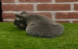 French Bulldog dogs for sale: Lola - Image 8
