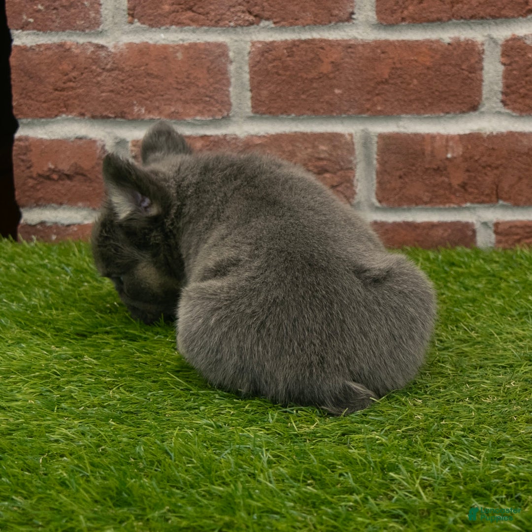 French Bulldog dogs for sale: Lola - Image 8