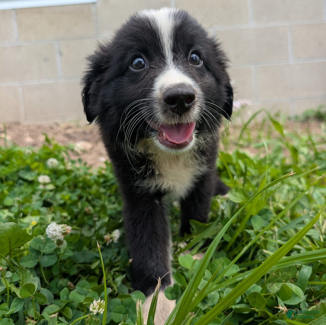Miniature Australian Shepherd dogs for sale: Elephant Ear - Image 9