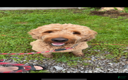 Goldendoodle dogs for sale: Red Collar Male - Image 3
