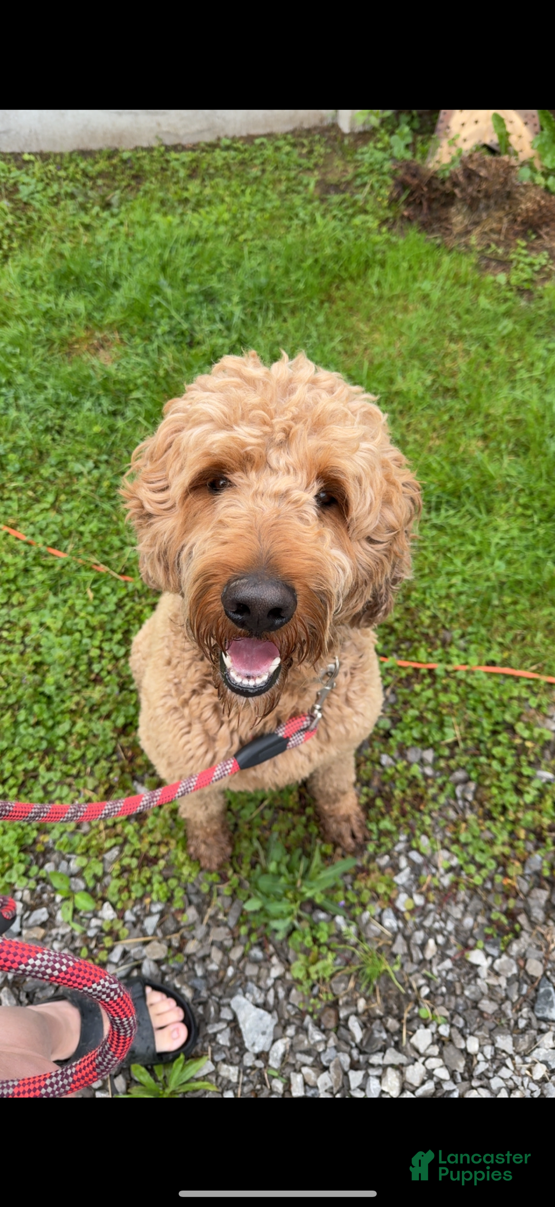 Goldendoodle dogs for sale: Red Collar Male - Image 3