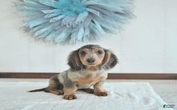 Miniature Dachshund dogs for sale: Flash Rare Color - Image 4