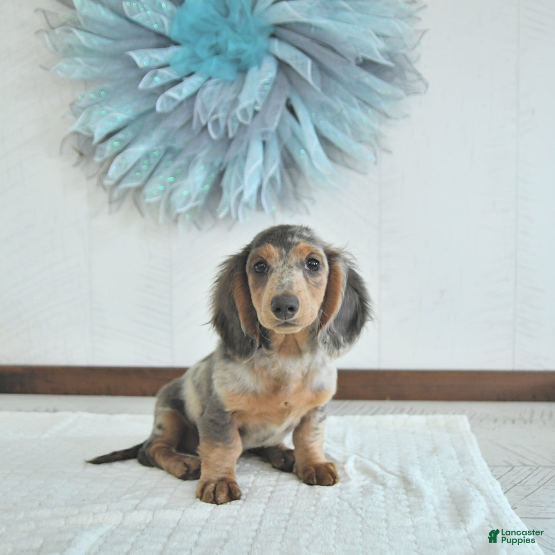 Miniature Dachshund dogs for sale: Flash Rare Color - Image 4