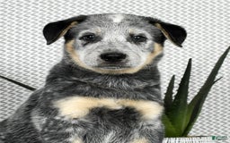 Australian Cattle Dog dogs for sale: Mike - Image 7