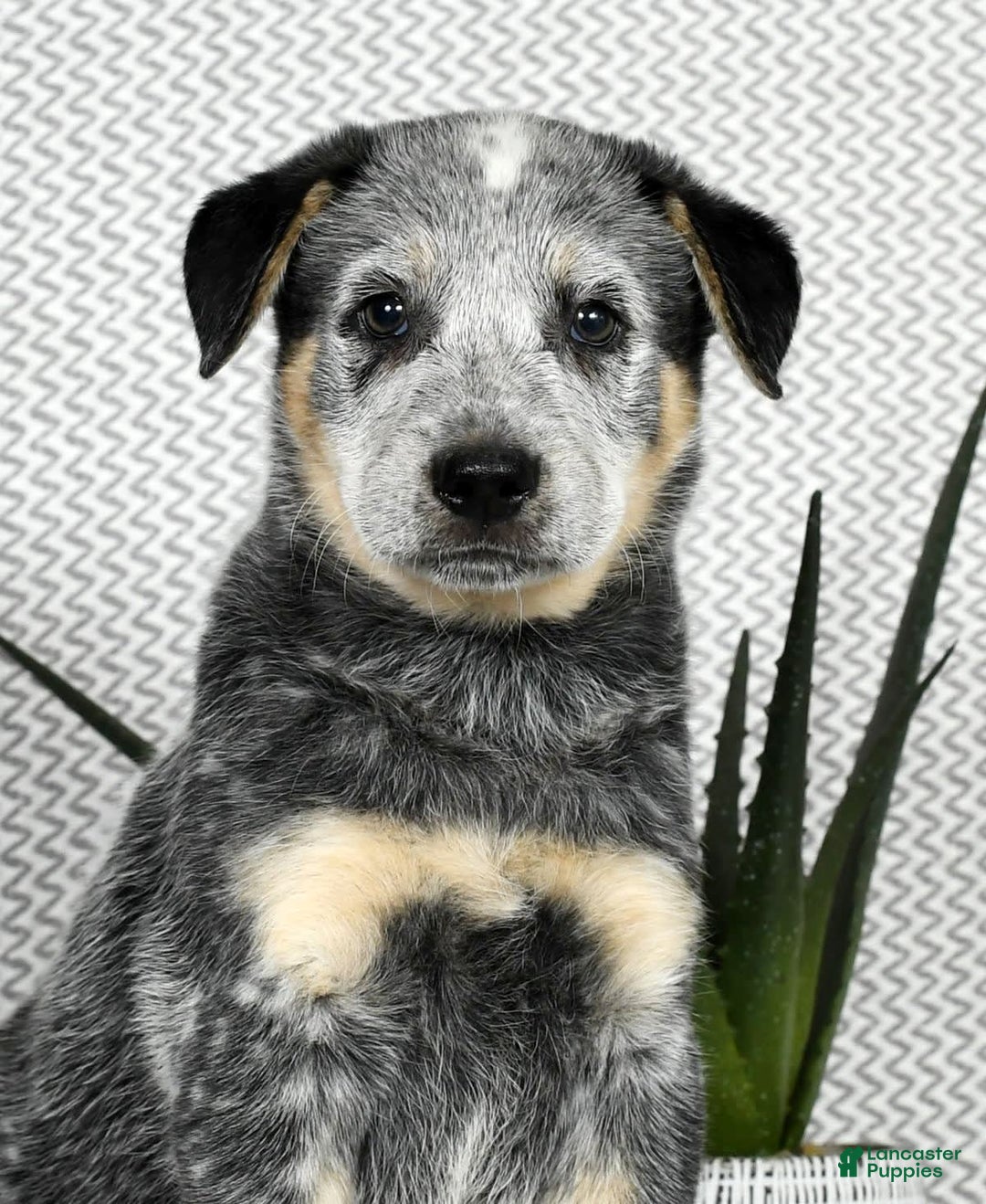 Australian Cattle Dog dogs for sale: Mike - Image 7