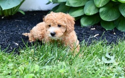 Mini Goldendoodle dogs for sale: Lucy - Image 1