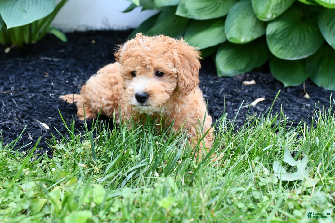 Mini Goldendoodle dogs for sale: Lucy - Image 1