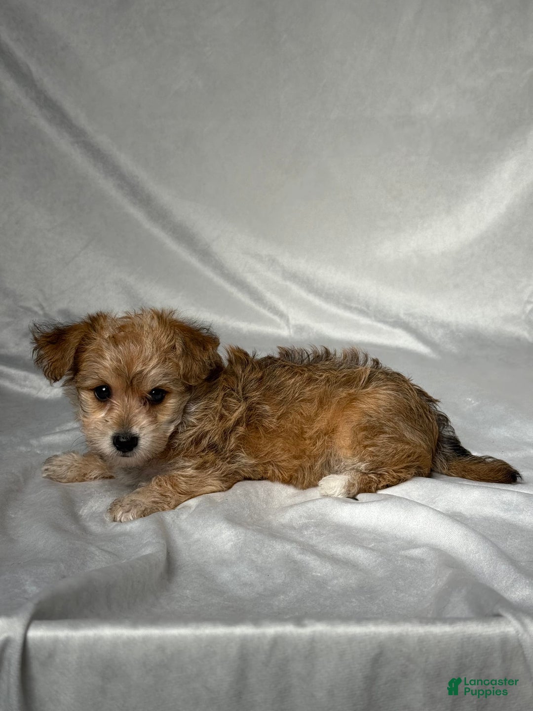 Bichpoo dogs for sale: Lizzy - Image 3