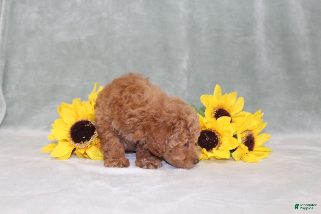 Miniature Poodle dogs for sale: Viking - Image 3