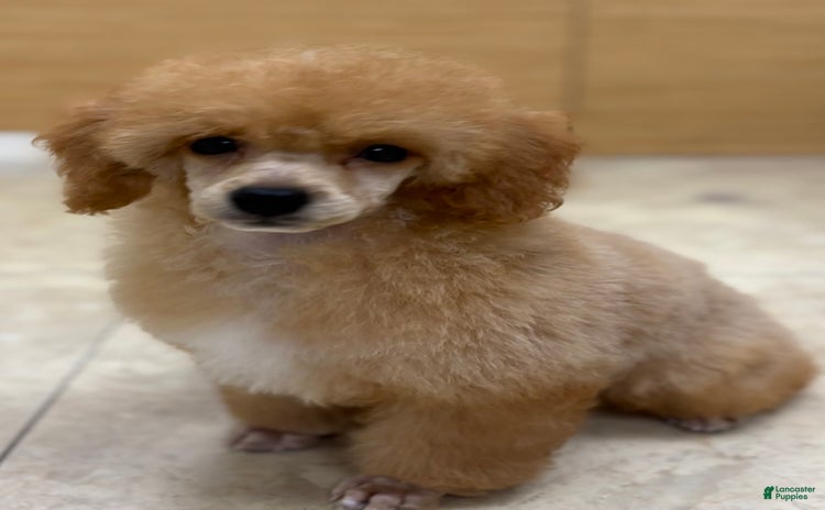 Miniature Poodle dogs for sale - Ad 1