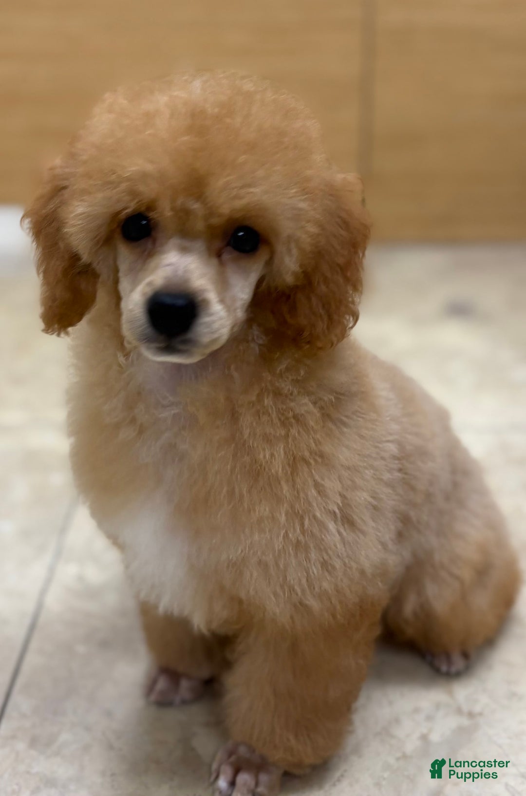 Miniature Poodle dogs for sale: Oliver - Image 1