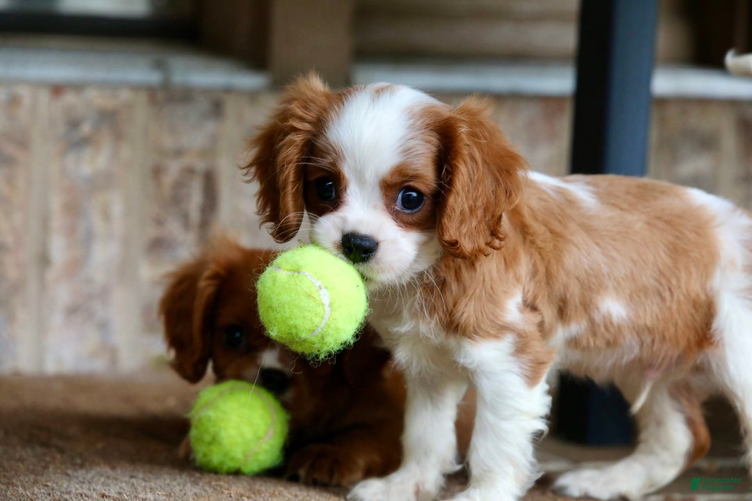 Cavalier King Charles Spaniel dogs for sale: Loki - Image 15