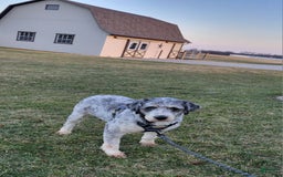 Mini Aussiedoodle dogs for sale: Julia - Image 12
