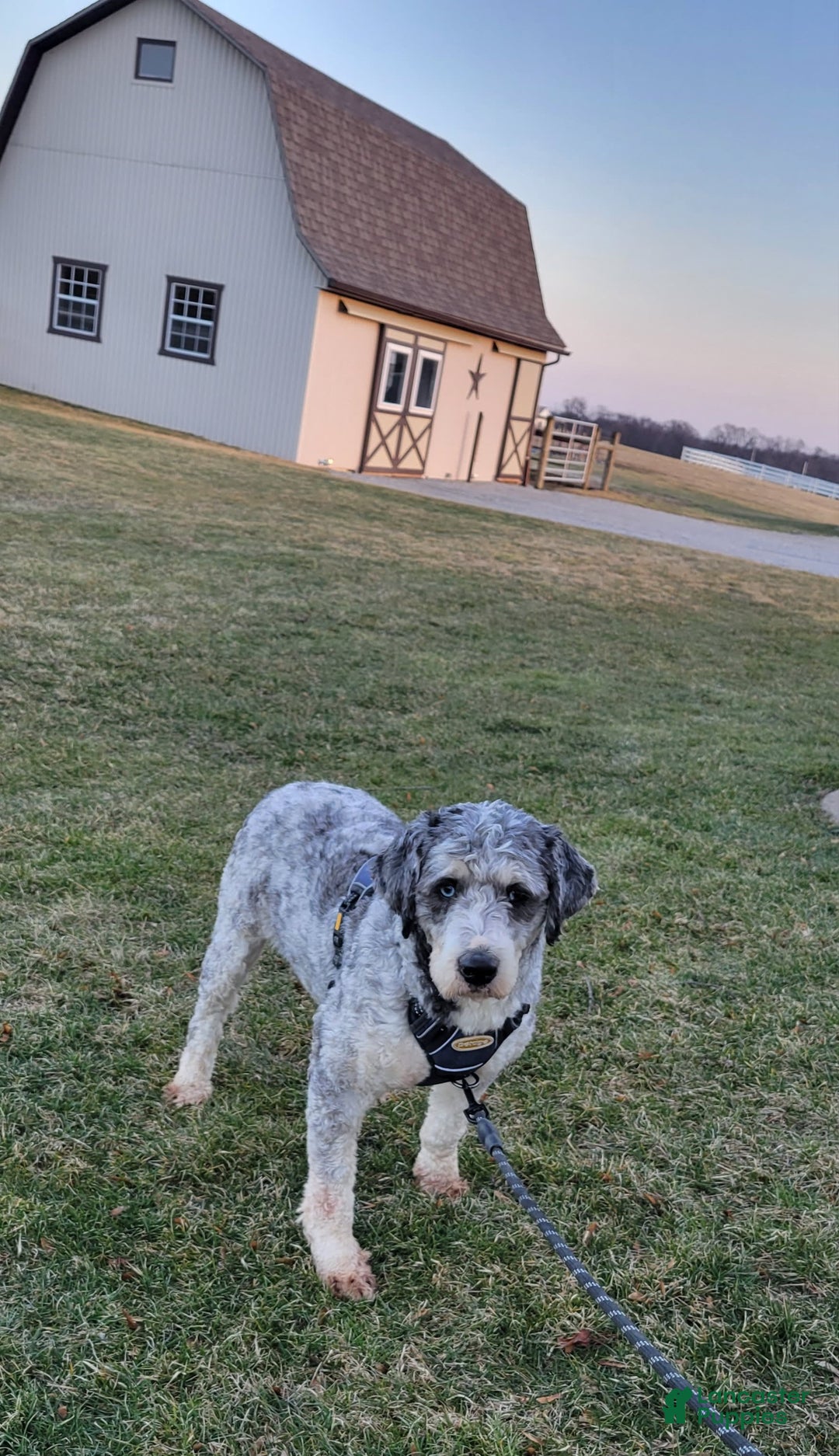 Mini Aussiedoodle dogs for sale: Julia - Image 12