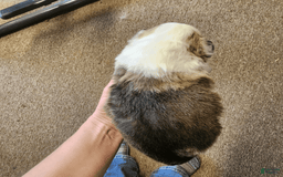 Welsh Corgi Pembroke dogs for sale: Boy 2 - Image 1