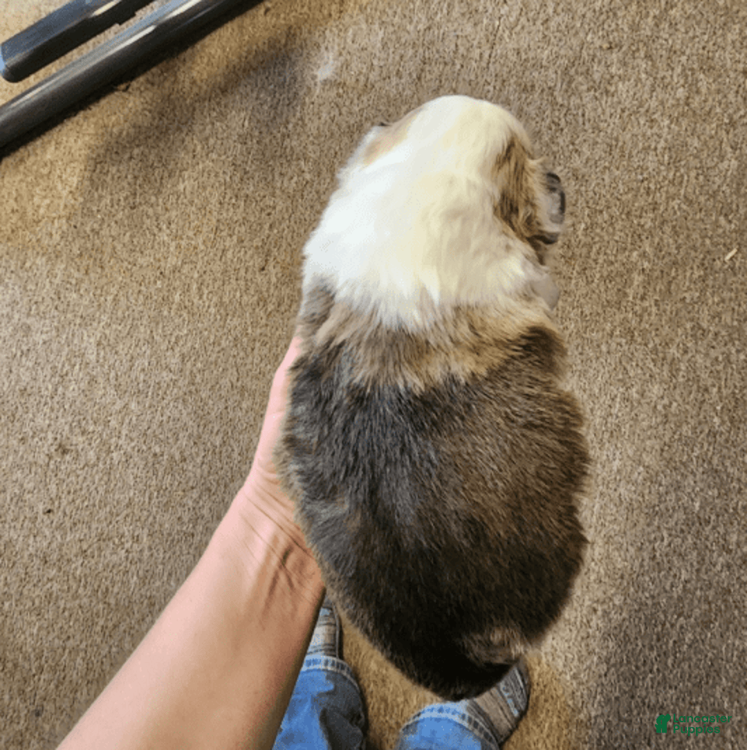 Welsh Corgi Pembroke dogs for sale: Boy 2 - Image 1