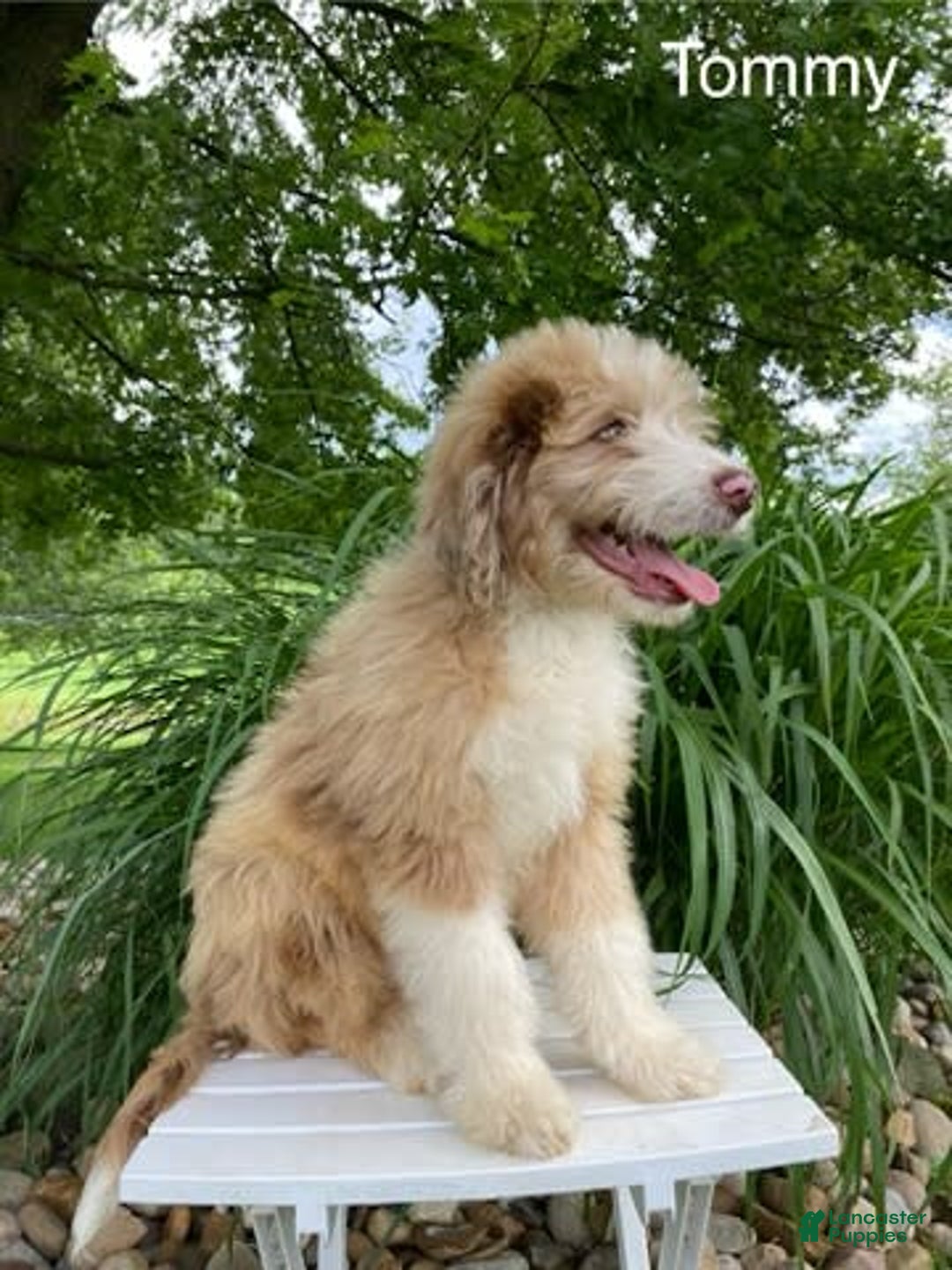 Aussiedoodle dogs for sale: Tommy - Image 2