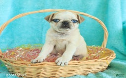 Pug dogs for sale: Penny - Image 2