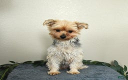 Yorkshire Terrier dogs for sale: Rosie - Image 6