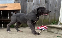 Cane Corso dogs for sale: Madonna - Image 4