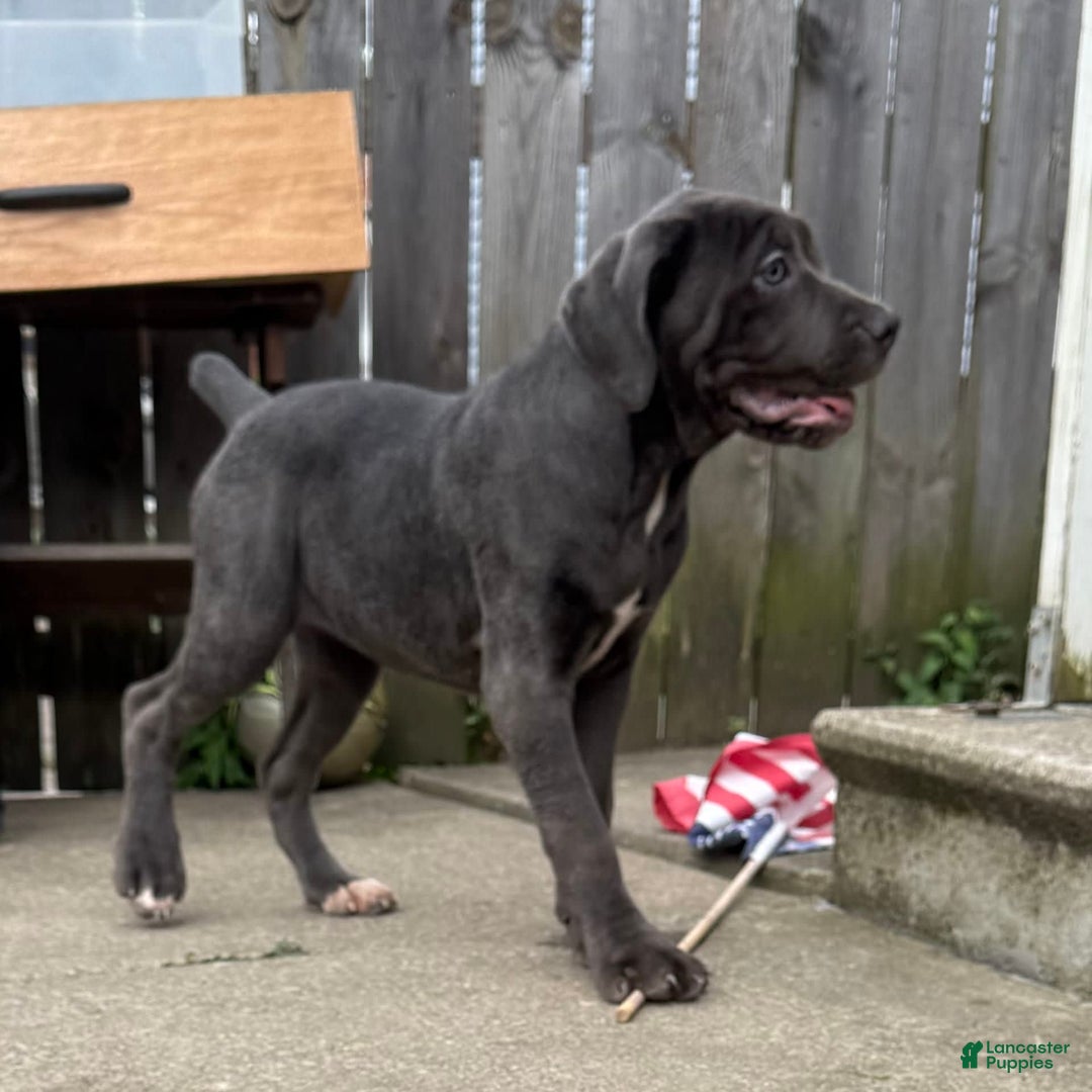 Cane Corso dogs for sale: Madonna - Image 4