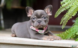 French Bulldog dogs for sale: Nora - Image 6