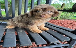 Mini Aussiedoodle dogs for sale: Ringo - Image 10